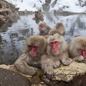 Japanese macaque (Macaca fuscata) / Snow monkey, Joshin-etsu National Park, Honshu, Japan