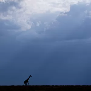Kenya, Serengeti, Msai Mara. Masai giraffe in front of stormy sky. Endangered species