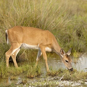 Key Deer feeding along freshwater pond, Odocoileus virgianus clavium, National Key Keer Refuge