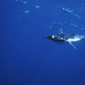 King Penguins, (Aptenodytes patagonicus), underwater, Macquarie Island, sub-Antarctica Australia