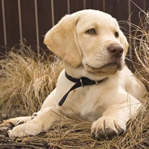 A Labrador Retriever puppy