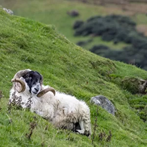 Lanark blackface ram on the Fanad Peninsula, Ireland