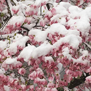 Light snow on pink dogwood tree in early spring, Louisville, Kentucky