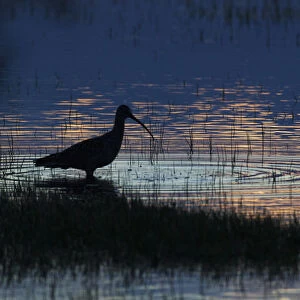 Long-billed Curlew Silhouette