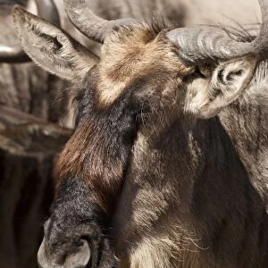 Lower Mara, Masai Mara GR, Kenya, White-bearded Wildebeest or Gnu, Connochaetes taurinus
