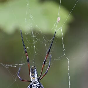 Madagascar. Madagascar Golden Web Spider (Nephila madagascariensis). Famous for silk