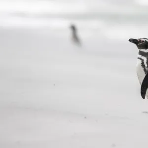 Magellanic Penguin (Spheniscus magellanicus), on beach. South America, Falkland Islands