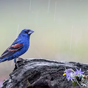 Male Blue grosbeak in the rain, Rio Grande Valley, Texas