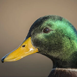 The mallard is a dabbling duck that breeds throughout the temperate and subtropical Americas