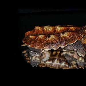 Mata mata turtle reflected on reflective surface, native to South America