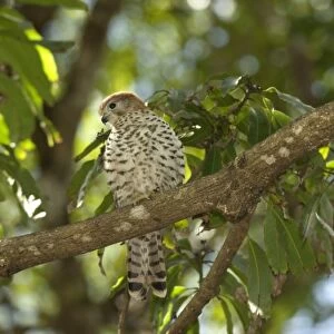 Falcons Collection: Mauritius Kestrel