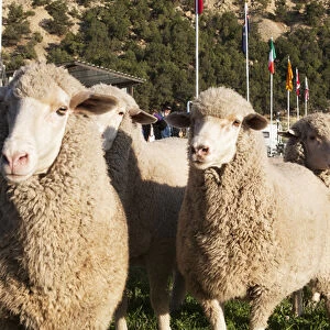 Merino Sheep, flags in background