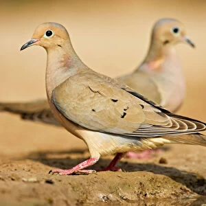 Doves Collection: Mourning Dove