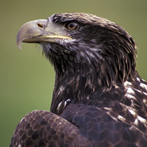 N. A. USA, Washington, Seattle. Woodland Park Zoo. Immature bald eagle (Haliaeetus