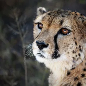 Namibia. Close up of a cheetah