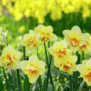 Netherlands, Lisse. A variety of yellow and orange double daffodils (Narcissus hybrids)