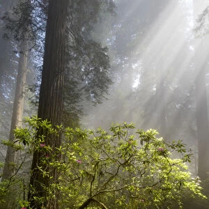 North America, USA, California. Sunlight streaming through the early morning mist on Rhododendron