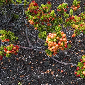 Ohelo berries on the Devastation Trail, Hawaii Volcanoes National Park, Hawaii, USA
