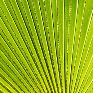 Palm frond in Na `Aina Kai Botanical Gardens & Sculpture Park, Kauai, Hawaii