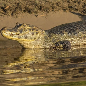 Pantanal, Mato Grosso, Brazil. Yacare caiman sunning itself along the banks of the Cuiaba River