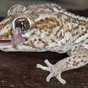 Panther or Ocelot gecko, Paroedura pictus, washing eye, controlled conditions