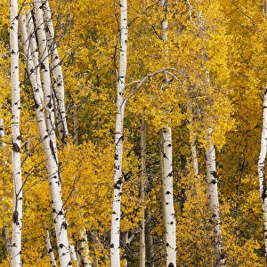 Pattern of white tree trunks among golden aspen leaves, Grand Teton National Park, Wyoming