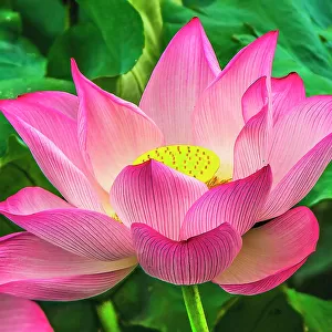 Pink lotus blooming, Hangzhou, China. Sacred flower in Buddhism native to China