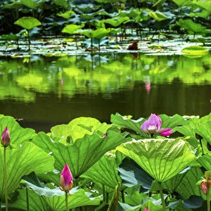 Pink Lotus Pond Garden Lily Pads Summer Palace Beijing China
