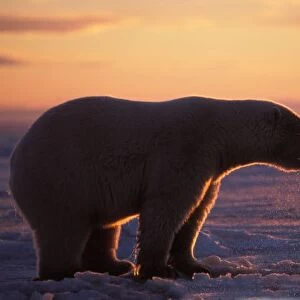 Polar bear silhouette
