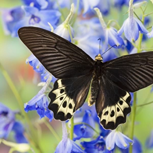 Priapus Batwing Swallowtail Butterfly from S. E. Asia, Atrophaneura priapus priapus