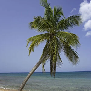 Puerto Rico, Vieques. Coconut palm tree on Green Beach