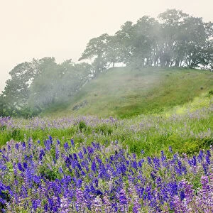 Purple and blue lupine flowers and tree in fog, Bald Hills Road, California
