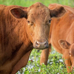 Cattle Collection: Red Angus