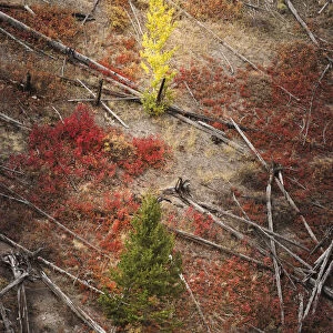 Red autumn Huckleberry vegetation and fallen trees, Yellowstone National Park, Wyoming