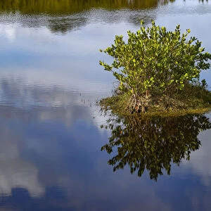 Red mangrove and cloud reflection on calm water, Merritt Island National Wildlife Refuge, Florida