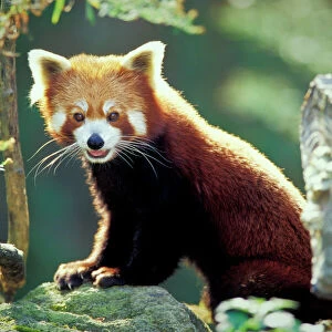 Ailuridae Collection: Red Panda