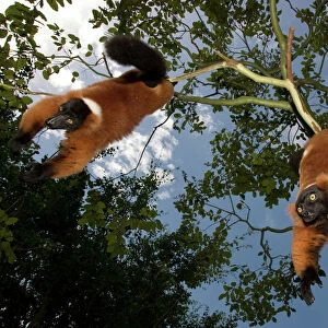 Lemuridae Collection: Red Ruffed Lemur