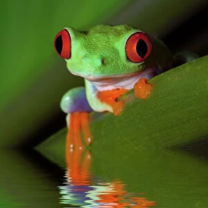 North American True Frogs Collection: Green Frog