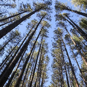 The regularly-spaced trees of the Red Pine Plantation, established in the 1930s