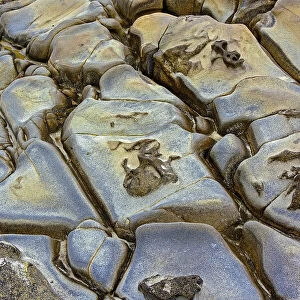 Rock pattern in eroded coastline, Shore Acres State Park, Coos Bay, Oregon
