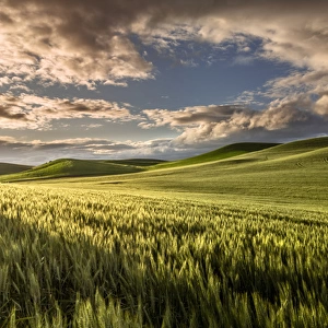 Rolling hills of wheat at sunrise, Palouse region of eastern Washington