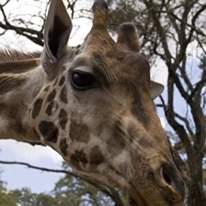 Rothschild Giraffe, Giraffe Center, Nairobi, Kenya. Giraffe is eating the leaves