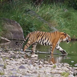 Royal Bengal Tiger, in the river Ramganga