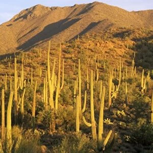 Saguaro cactus in Saguaro National Park near Tucson, Arizona