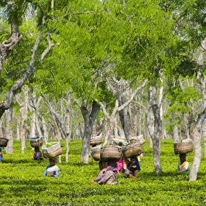 Sango, Assam State, India, women with baskets on their heads picking tea at the local