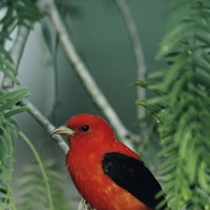 Scarlet Tanager, Piranga olivacea, male on Mesquite tree, South Padre Island, Texas, USA