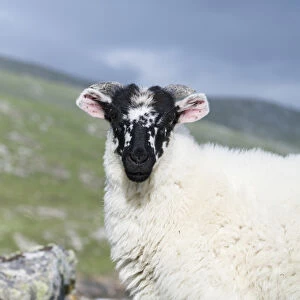 Sheep (Cheviot) on the Isle of Harris, home of the Harris Tweed, young ram. Only Cheviot