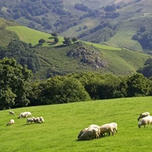 Sheep graze on rural farmland in the Baztan Valley of the Navarre region of northern Spain