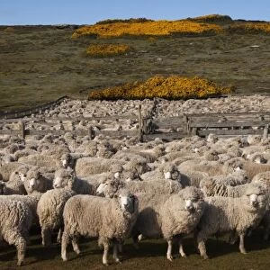 Sheep before shearing (Roughies), Port Stephens Farm, West Falkland, Falkland Islands