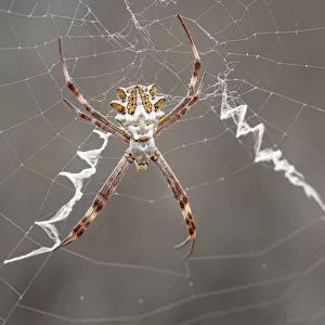 Spiders Collection: Garden Orbweavers